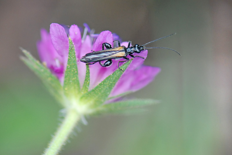 Oedemera femorata?No, O. pthysica